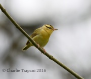 6S3A2929Worm-eating_Warbler