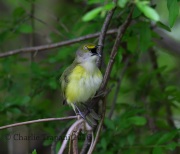 6S3A2969White-Eyed_Vireo