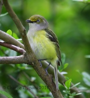 6S3A2983White-Eyed_Vireo