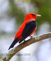 6S3A3036Scarlet_Tanager