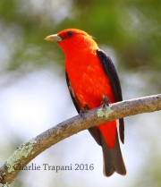 6S3A3039Scarlet_Tanager
