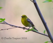 6S3A3070Pine_Warbler