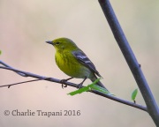 6S3A3072Pine_Warbler