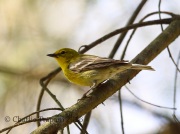 6S3A3083Pine_Warbler