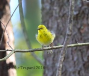 6S3A3103Pine_Warbler