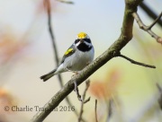 6S3A3162Golden-Winged_Warbler