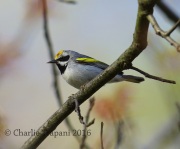 6S3A3171Golden-Winged_Warbler