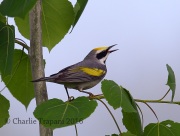 6S3A3192Golden-Winged_Warbler