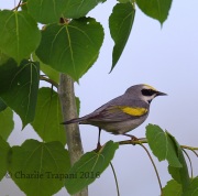6S3A3218Golden-Winged_Warbler