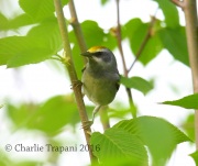 6S3A3238Female_Golden-Winged_Warbler