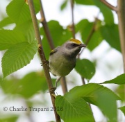 6S3A3242Female_Golden-Winged_Warbler