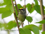 6S3A3245Female_Golden-Winged_Warbler