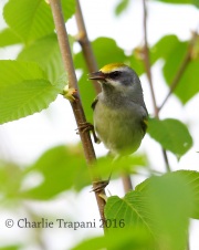 6S3A3247Golden-Winged_Warbler