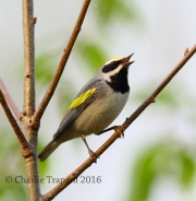 6S3A3269Golden-Winged_Warbler