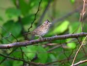 6S3A3301Lincoln's_Sparrow