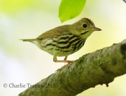 6S3A3419Ovenbird