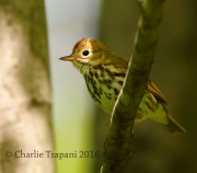 6S3A3427Ovenbird