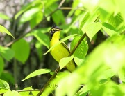6S3A3444Kentucky_Warbler