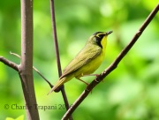 6S3A3493Kentucky_Warbler