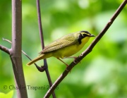 6S3A3497Kentucky_Warbler