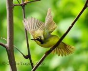 6S3A3509Kentucky_Warbler