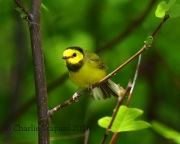 6S3A3517Hooded_Warbler