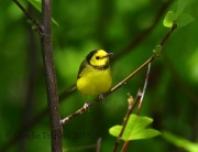 6S3A3519Hooded_Warbler