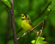 6S3A3522Hooded_Warbler