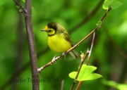 6S3A3525Hooded_Warbler