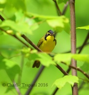 6S3A3533Kentucky_Warbler