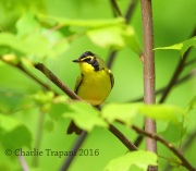 6S3A3537Kentucky_Warbler