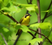 6S3A3542Kentucky_Warbler