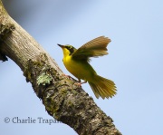 6S3A3559Kentucky_Warbler