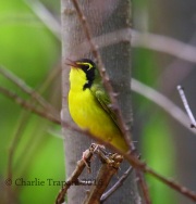 6S3A3582Kentucky_Warbler