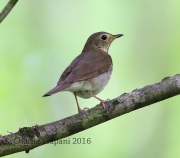 6S3A3594Swainson's_Thrush
