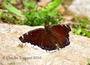 6S3A3620Mourning_Cloak