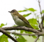 6S3A3655Red-Eyed_Vireo