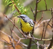 6S3A3694Kirtland's_Warbler