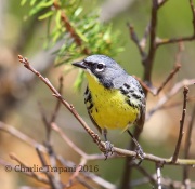 6S3A3695Kirtland's_Warbler