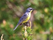 6S3A3710Kirtland's_Warbler