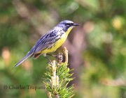 6S3A3713Kirtland's_Warbler