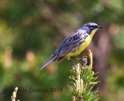6S3A3715Kirtland's_Warbler
