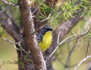 6S3A3736Kirtland's_Warbler