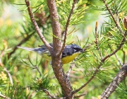 6S3A3743Kirtland's_Warbler