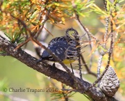 6S3A3776Kirtland's_Warbler