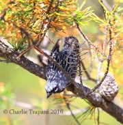 6S3A3777Kirtland's_Warbler