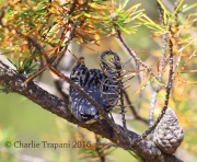 6S3A3778Kirtland's_Warbler