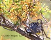 6S3A3782Kirtland's_Warbler