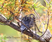 6S3A3783Kirtland's_Warbler