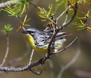 6S3A3789Kirtland's_Warbler